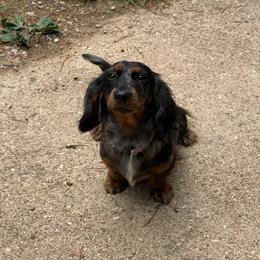 Sitka - Dachshund