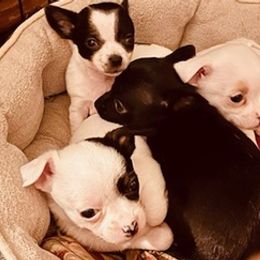 Chihuahuas from Hagadorn Chihuahuas