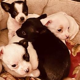 Chihuahuas from Hagadorn Chihuahuas