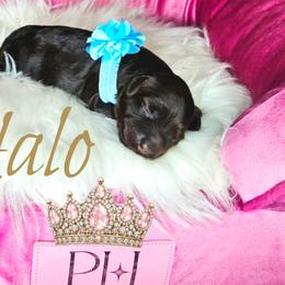 Halo - Brown female Schnoodle puppy in Demorest, Georgia from Royal Cockapoo Playhouse