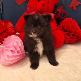 Pepper - Black female Pomeranian puppy in Tampa, St Petersburg, Florida from Diana's Pomeranians