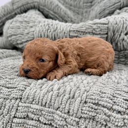 Louie - Red male Cockapoo puppy in Beresford, South Dakota from DAKOTA DOOD RANCH