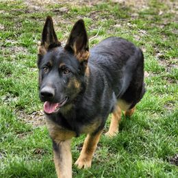 Lana - German Shepherd