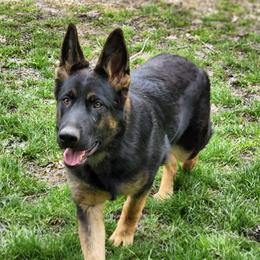 Lana - German Shepherd