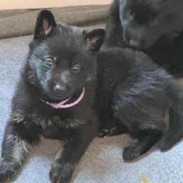 Orchid - Bi-color female German Shepherd puppy in Salem, Virginia from Vom Kylohaus German Shepherds