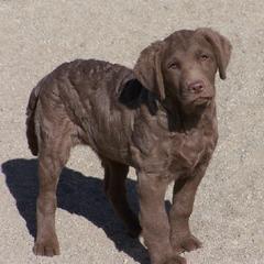 Chesapeake Bay Retrievers from Desert Winds Chesapeakes