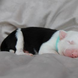 American Corgi, Border Collie, and Pembroke Welsh Corgi Puppies from Cowtown Corgis & Border Collies