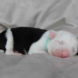 American Corgi, Border Collie, and Pembroke Welsh Corgi Puppies from Cowtown Corgis & Border Collies
