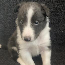 Esau - Black and white male Shetland Sheepdog puppy in Commiskey, Indiana from Windy Haven Farm