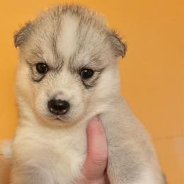 Daisy - Gray and white female Siberian Husky puppy in Virginia from WJKennels
