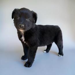 Riff - Black tri-color male Australian Shepherd puppy in Statesville, North Carolina from Charming Australian Shepherds