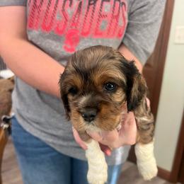 Carla - Merle female Cockapoo puppy in Wellington, Kansas from Brian’s Puppies