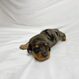 Buster - Dapple male Dachshund puppy in Fredericksburg, Ohio from William's Dachshunds