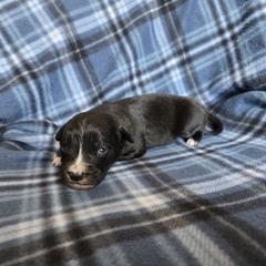 Coal - male Sporty Mix puppy in Menasha, Wisconsin from Kreger's K9s
