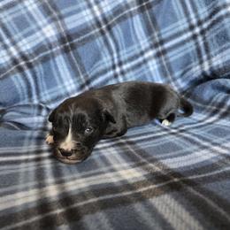 Coal - male Sporty Mix puppy in Menasha, Wisconsin from Kreger's K9s