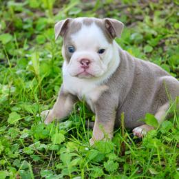 Female 1 Rose - Lilac tri-color female Bulldog puppy in Zionsville, Indiana from Midwest Bulldogs