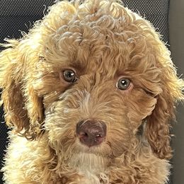 Bernedoodles, Goldendoodles, and Poodles from Treasure Valley Poodles