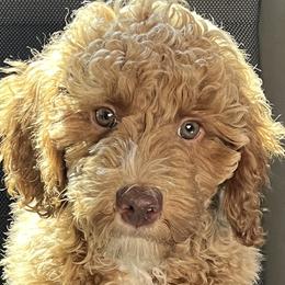 Bernedoodles, Goldendoodles, and Poodles from Treasure Valley Poodles