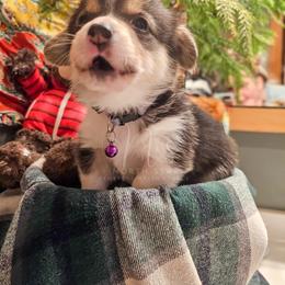 Reggie - Black and tan male Pembroke Welsh Corgi puppy in Fortine, Montana from North Star Pembroke Welsh Corgi's