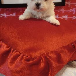 Boy 1 - White male Mal-Shi puppy in Boca Raton, Florida from Tina-Marie's Pups