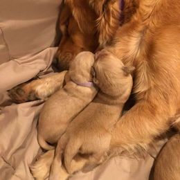 Golden Retriever Puppies from Arkansas River Golden Retrievers