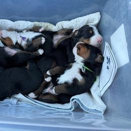 Mary Sanderson - Tri-color female Bernese Mountain Dog puppy in Gardner, Kansas from Faith and Family Farm