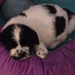 Hambone - White and black male Newfoundland puppy in Quaker City, Ohio from Country Magik