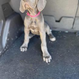 Great Dane Puppies from Dana's Danes