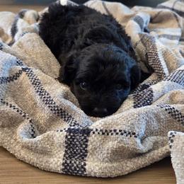 Bubba - Black male Cockapoo puppy in Utica, Ohio from Poodle Me Crazy