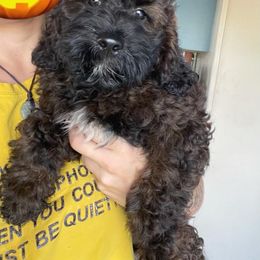 Goldendoodle, Poodle, and Sheepadoodle Puppies from Rising Star Kennels