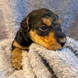 Baby Boy Brown - Black and tan male Airedale Terrier puppy in Mooresville, North Carolina from Farm 55