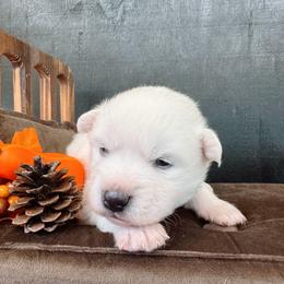 Boy 4 - male American Eskimo Dog puppy in Live Oak, Florida from Pecan Ridge Puppies