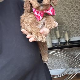 Calvin - Red  male Goldendoodle puppy in Mint Hill, North Carolina from DoodleForever