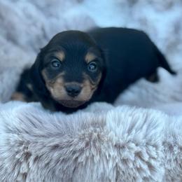 Twix - Black and cream female Dachshund puppy in Lincoln, California from ForeversEdge Doxies