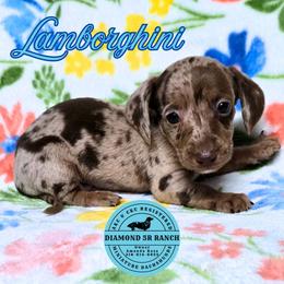 LAMBORGHINI - Dapple male Dachshund puppy in Columbia, Louisiana from Diamond 5R Ranch AKC & CKC Miniature Dachshunds