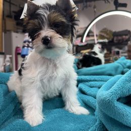 Tag - Black tan and white male Biewer Terrier puppy in Tucson, Arizona from Great Scotts Biewers