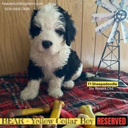BEAR - Yellow collar boy - Black and white male Sheepadoodle puppy in Charlo, Montana from Heavenly Hilltop Farm