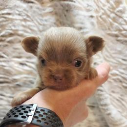 Lilac and tan - Silver male Chihuahua puppy in Richmond, Virginia from Breens