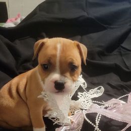 4 - Red and white female Staffordshire Bull Terrier puppy in San Antonio, Texas from Lone Star Staffs