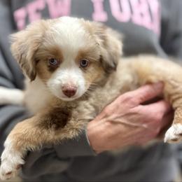 Eleanor - female Toy Australian Shepherd puppy in College Station, Texas from South Paw Toy Aussies