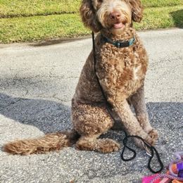 Chloe - Double Doodle