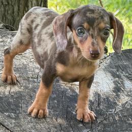 Nora - Dapple female Dachshund puppy in Industry, Illinois from KDKs Kennels