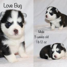 Love Bug - Black and white male Pomsky puppy in Denham Springs, Louisiana from Bayouland Pomskies