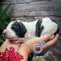 Nova - Parti male Poodle puppy in Greenville, North Carolina from Grace Poodles