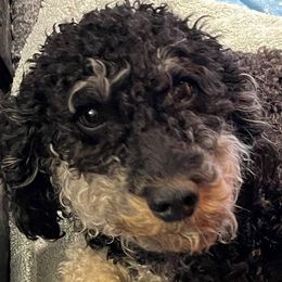 Rosie - Goldendoodle