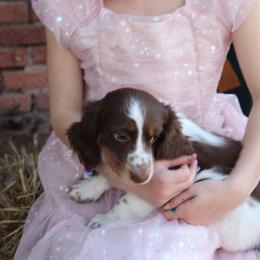 Smiley - Piebald male Dachshund puppy in Wichita, Kansas from Lauren's Dachshunds