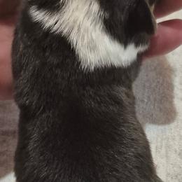 Lilly - Black and tan female Pembroke Welsh Corgi puppy in Checotah, Oklahoma from Skoal Creek Corgi's