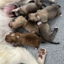 Icelandic Sheepdog Puppies from Tri-Star Icelandics