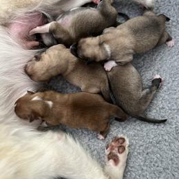 Icelandic Sheepdog Puppies from Tri-Star Icelandics