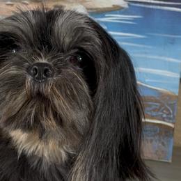 Blackberry - Shih Tzu
